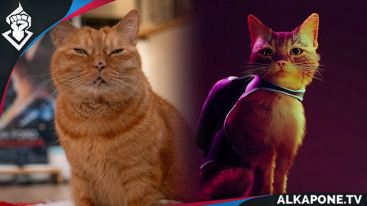 Conheça Murtaugh, o gato que inspirou o protagonista de Stray